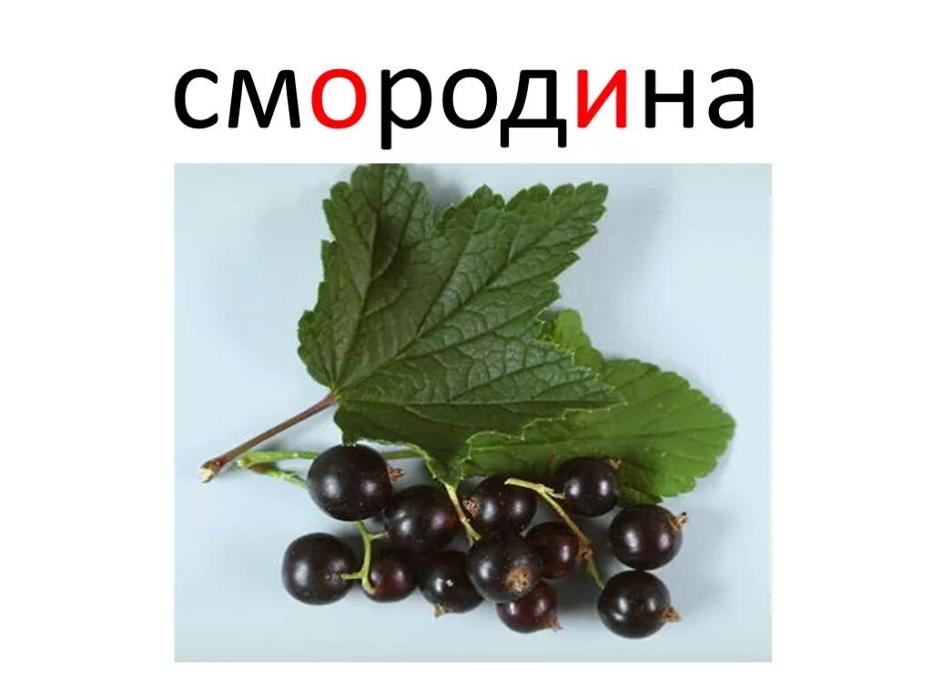 Слово смородина. Смородина рисунок для детей. Смородина словарное слово. Смородина с названием для детей. Черная смородина слова текст