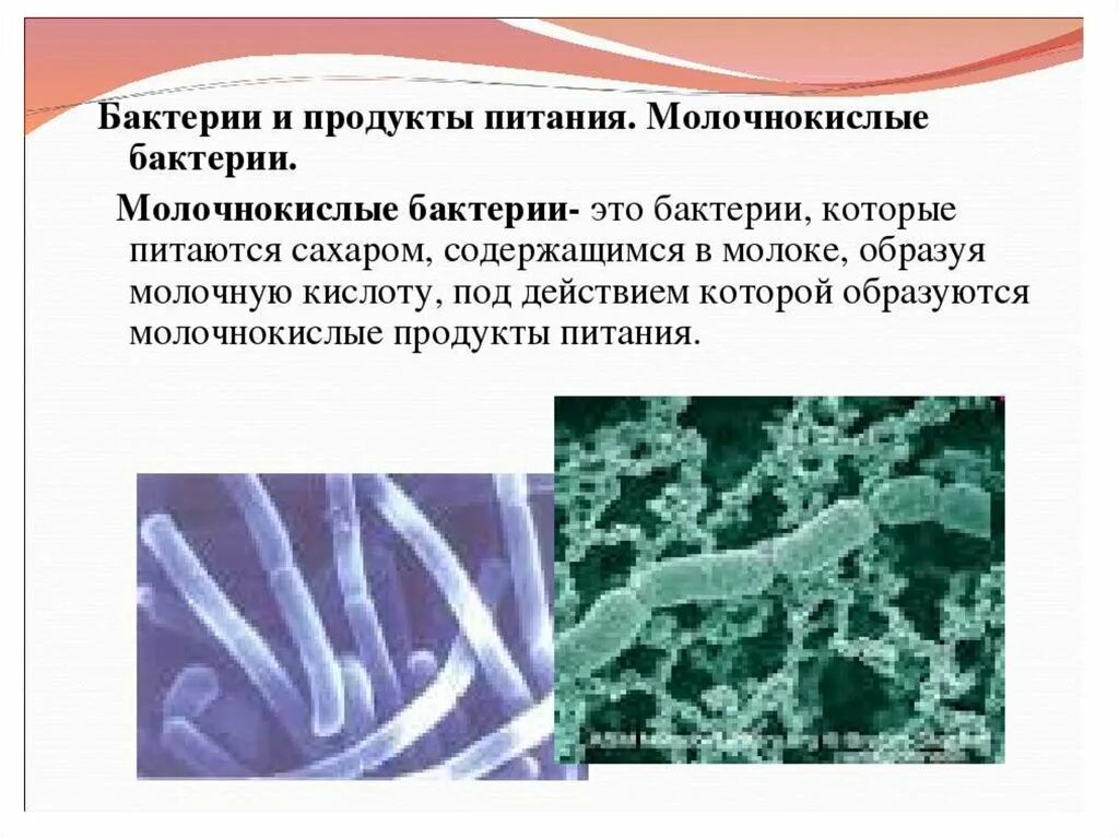 Гнилостные бактерии питание. Молочнокислые бактерии. Молочнокислые бактерии биология. Молочнокислые бактерии являются. Молочнокислые бактерии презентация.