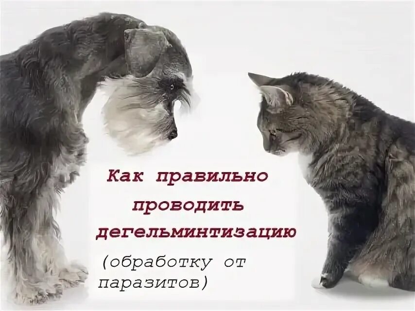 Морду зажали чьи то ладони. Нас глистогонят морду зажали. Морду зажали чьи то ладони нас глистогонят картинка. Морду зажали чьи то ладони. Нас глистогонят морду зажали.