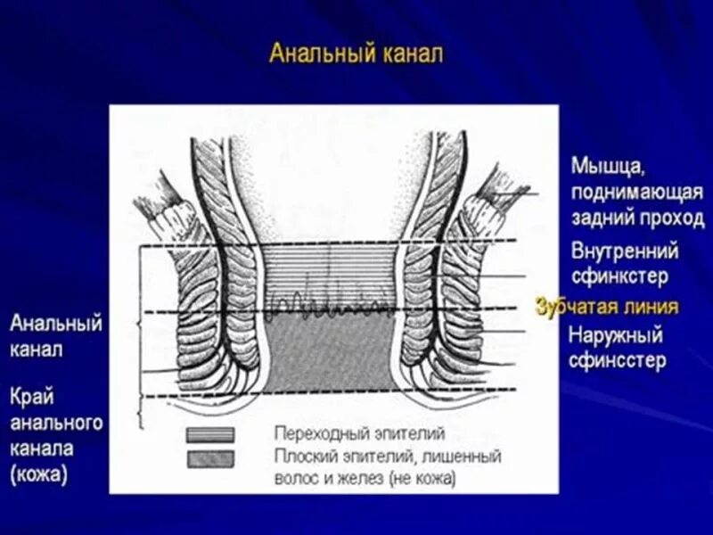 Каким номером на рисунке обозначена прямая кишка. Схема строения прямой кишки. Мышцы прямой кишки анатомия. Наружное строение прямой кишки.