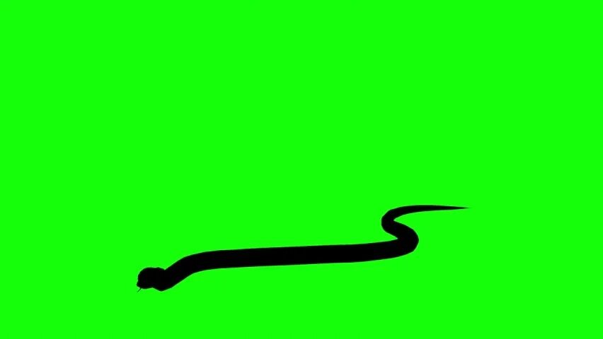 Футаж змей. Футаж змеи. змея футаж хромакей. змея контур. змея футаж красивый на зелёном фоне.