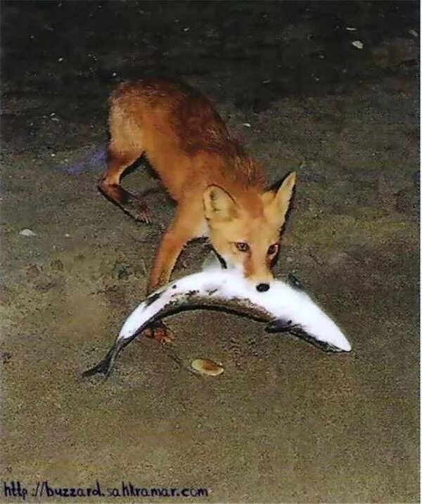 лис попался