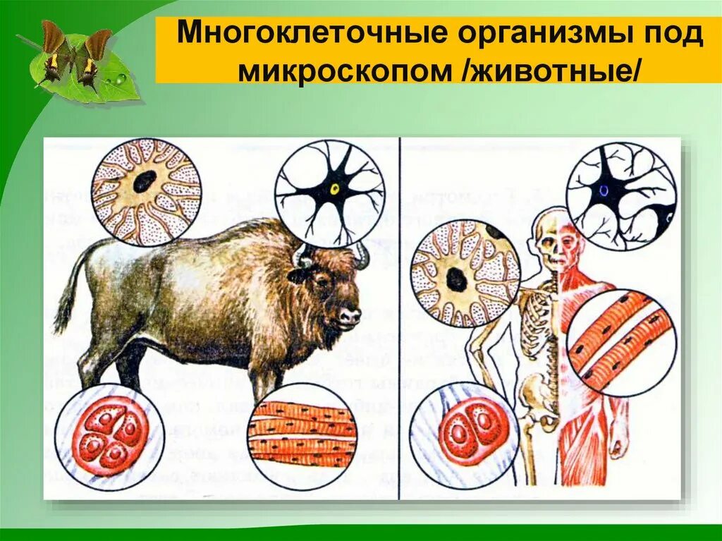 микромир под микроскопом. палеозой эра кембрий. 1 живые организмы. единица живой природы. зарождение прокариот.