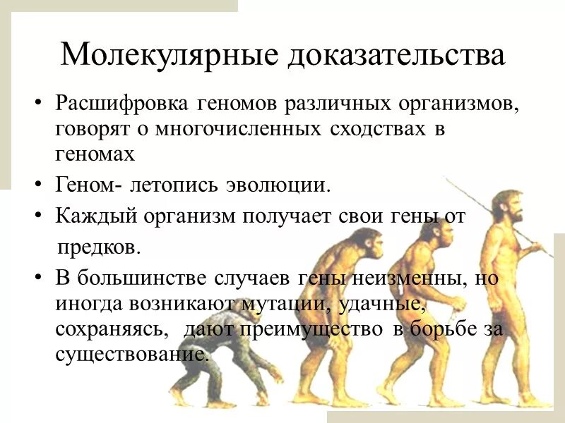 Изменение таза в ходе эволюции. Молекулярно-генетические доказательства эволюции примеры. Молекулярные доказательства эволюции. Молекулярные доказательства эволюции примеры. Молекулярные доказательства эволюции человека.