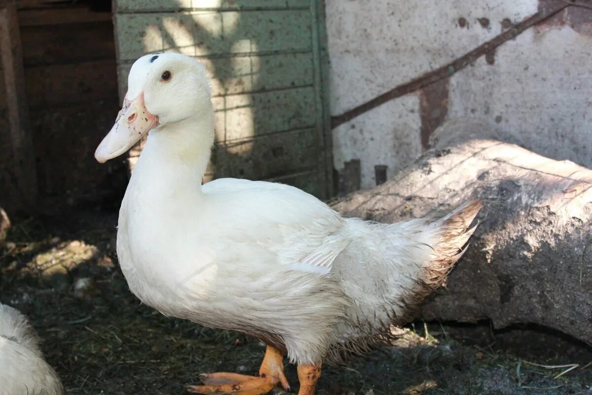 Индоутка мулард. Утята мулард франция. Королевский мулард. Мулард московская область. Индоутки муларды.