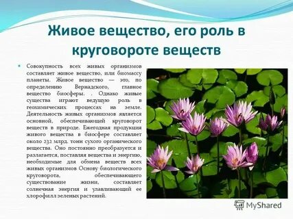Какая роль живых организмов в природе