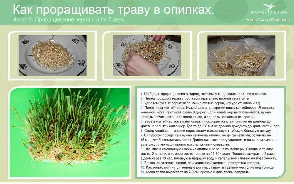 Какую траву можно давать перепелам