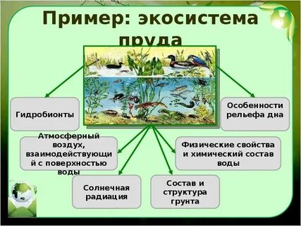 Экосистема