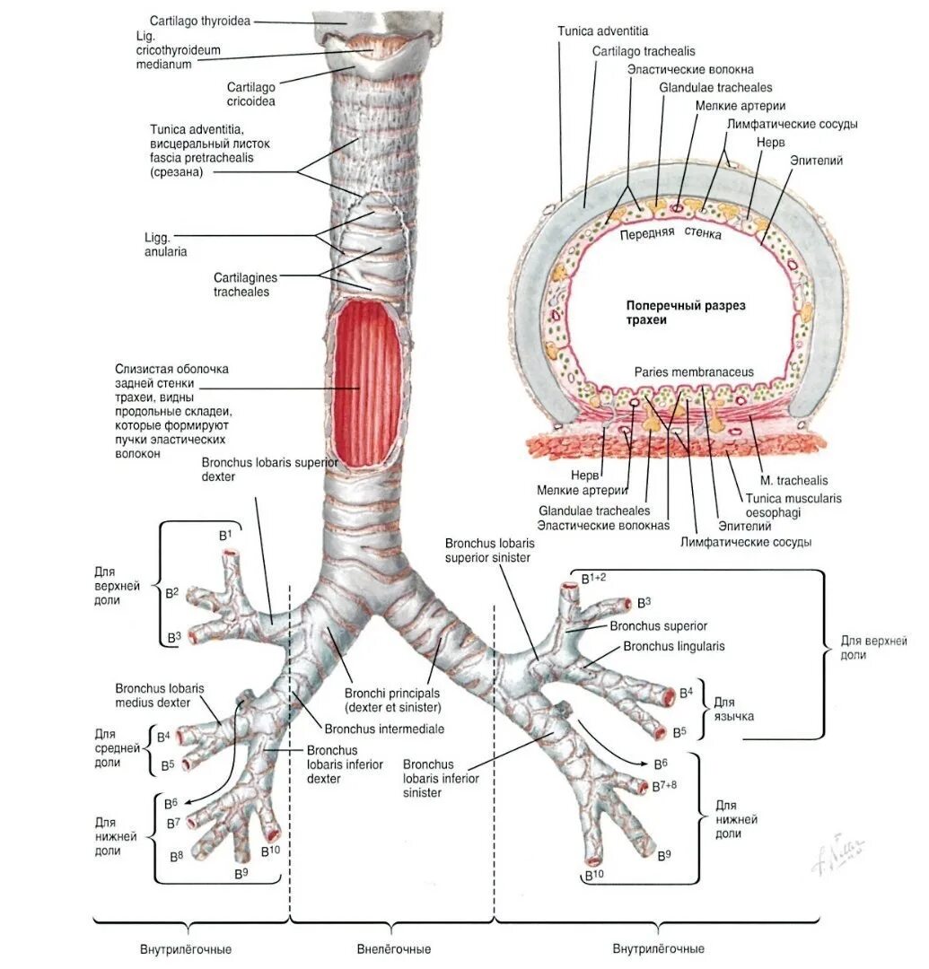 Бронхи на латыни. Трахея (trachea). Трахея анатомия человека. Оболочки трахеи анатомия. Гортань трахея бронхи анатомия.