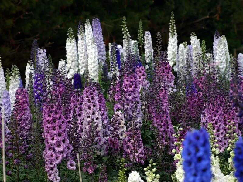 Однолетники для сада, которые нужно сеять на рассаду в феврале Flower meanings, 