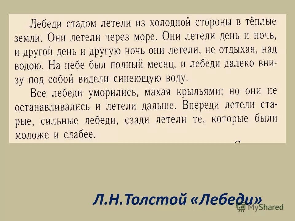 лев николаевич толстой рассказ лебеди. лебеди стадом летели из холодной стороны в теплые земли. рассказ льва толстого про лебедя. толстой лебеди рассказ. толстой лебеди стадом летели.