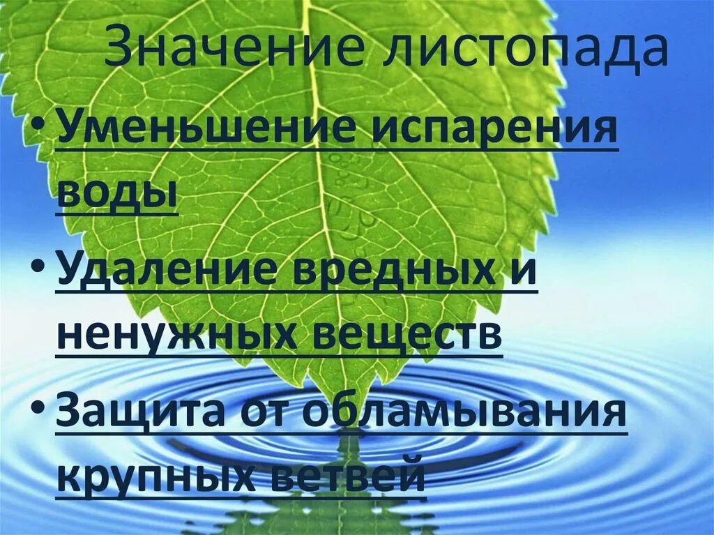 Тест испарение воды листопад. Значение листопада. Роль листопада. Биологическое значение листопада. Листопад у растений.