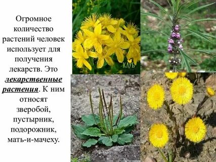 Какое растение бегает