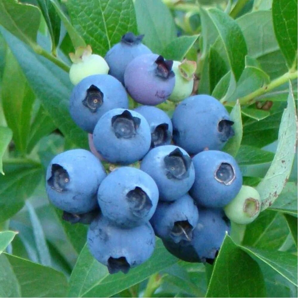 Голубика нортланд описание сорта. Голубика высокорослая блюголд. Голубика нортланд куст. Голубика высокорослая northland. Голубика блюголд.