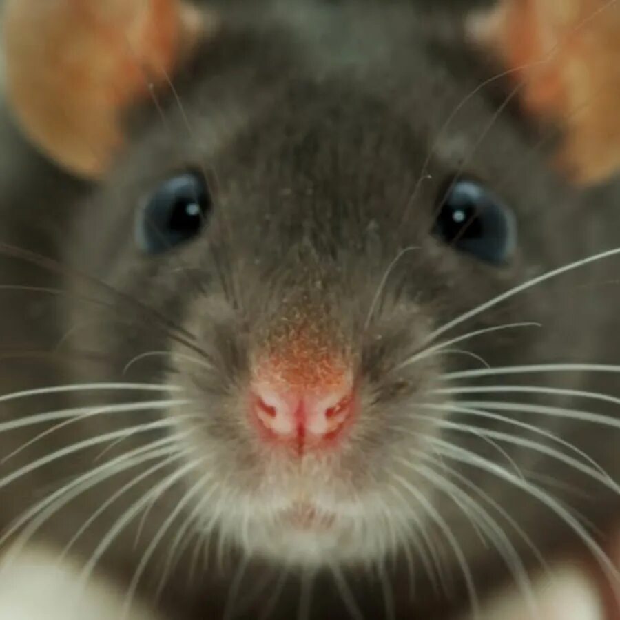 Глазки мыши. Мышь. Мышка Живая. Лицо мыши. Мышь настоящая.