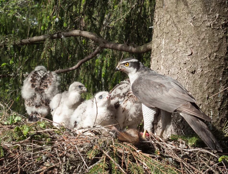 птенцы хищных птиц. птенец ястреба тетеревятника. птенец сапсана. стриж обыкновенный. ястреб-перепелятник птенец.