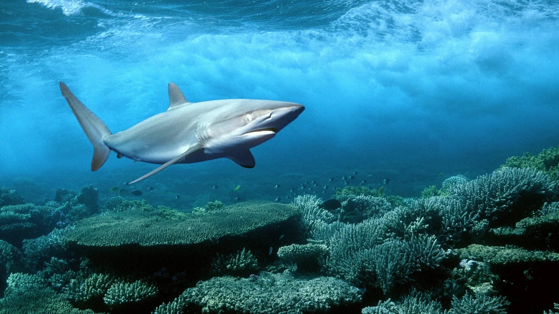 В тихом океане есть акулы. Океаническая рифовая акула. Галапагосская рифовая серая акула. Длиннокрылая акула. Песчаная рифовая акула.