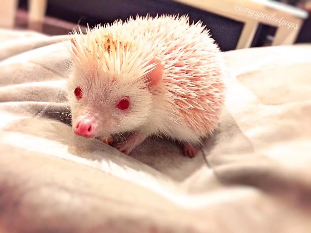 Розовый ежик. Розовый еж. Розовая ежиха. Розовый ежик. Розовый еж.