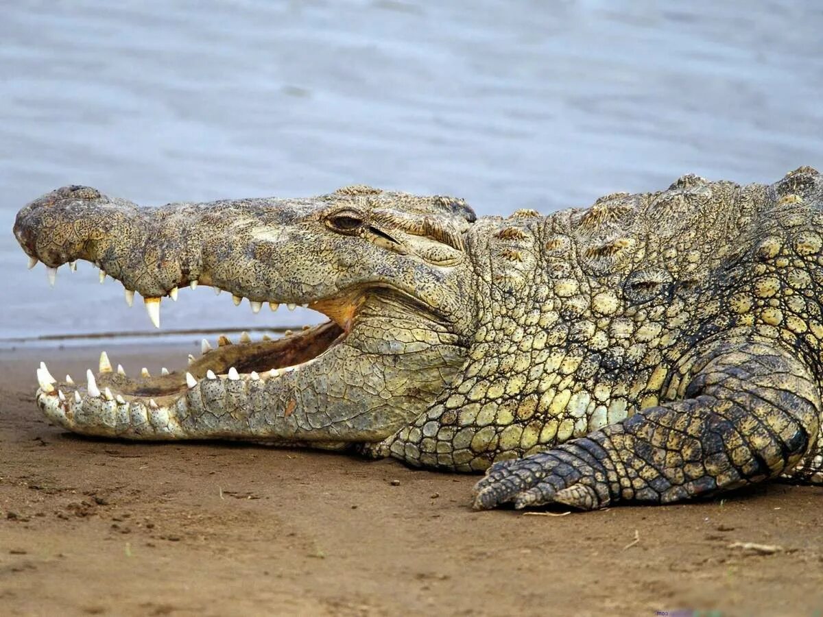 Крокодил про животных. Нильский крокодил. Гребнистый крокодил и Кайман. Австралийский узкорылый крокодил.