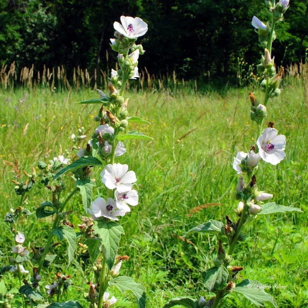 Алтей латынь. Алтей лекарственный (Althaea officinalis). Семейство Мальвовые Алтей. Алтей армянский. Просвирник Алтей.