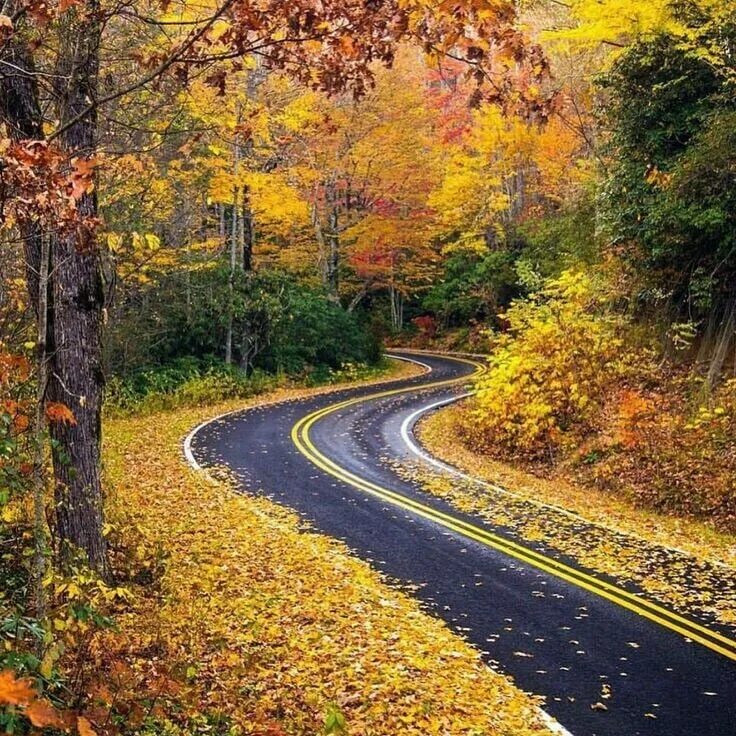 Осенняя дорога. Дорога в осень. Красивая осенняя дорога. Осенняя дорога фото.