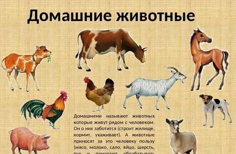 В год каких животных называют года