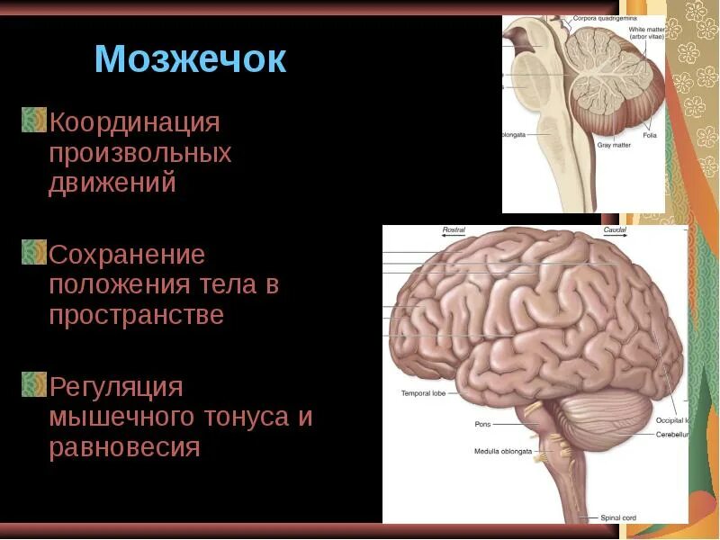 Мозжечок человека. Мозжечок управляет. Строение мозжечка человека. Мозжечок строение и функции.