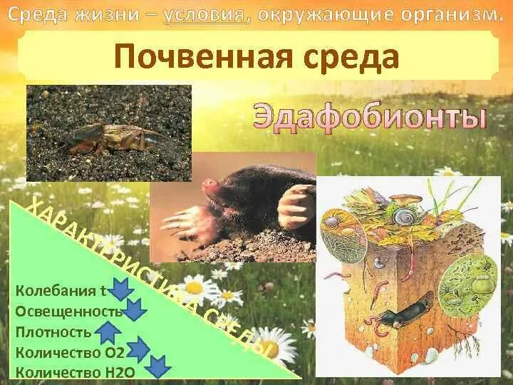 Условия жизни организмов в почвенной среде. Почвенная среда жизни. Условия жизни в почвенной среде. Эдафобионты среда обитания. Почвенная среда жизни обитатели.