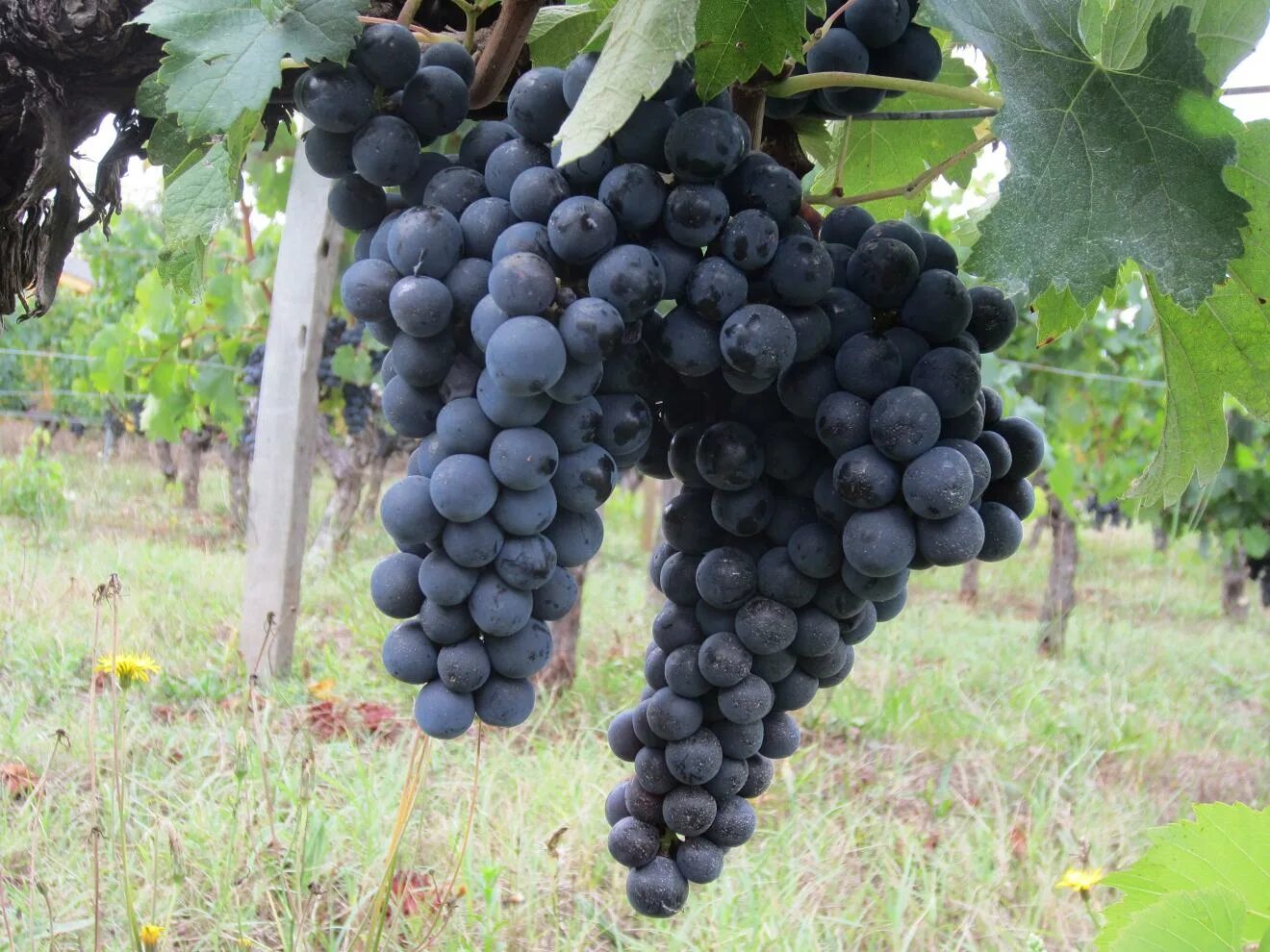 Мерло сорт винограда. Merlot сорт винограда. Сорт винограда Merlo. Винный сорт винограда Мерло. Мерло вино сорт винограда