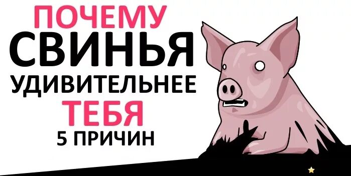Почему свинье не есть