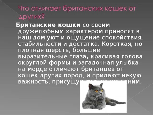 Британская короткошёрстная кошка сообщение. Коротко о британской кошке. Описание британского кота. Короткая информация о британской кошке.