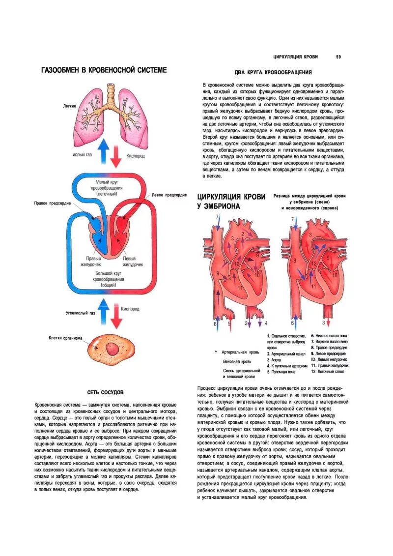 Артерии делятся на 3 типа. Через стенки осуществляется газообмен тип кровеносных сосудов. Кровеносные сосуды по которым кровь движется от сердца это. Стенка артерий состоит из. Истинные капилляры.