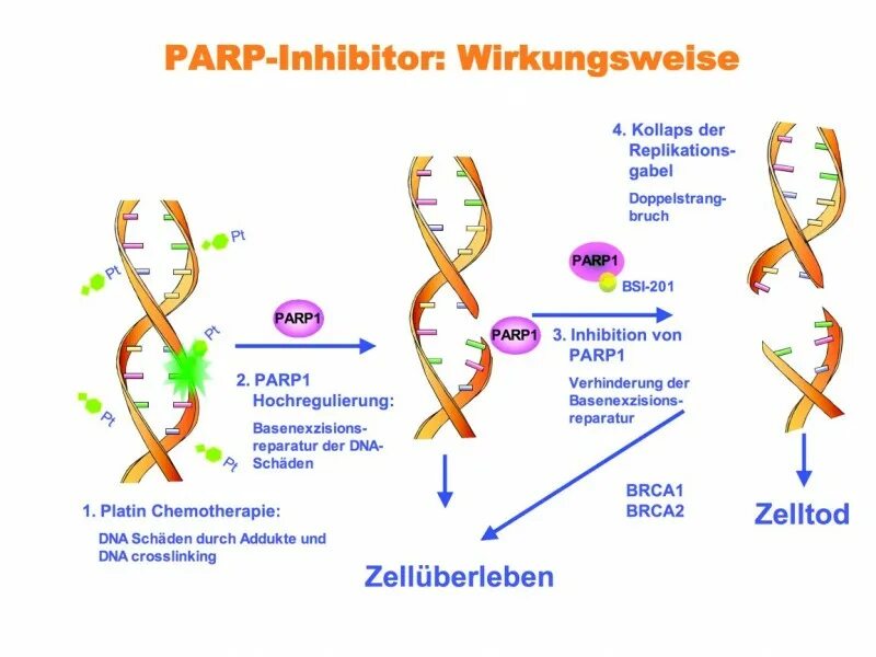 Ингибиторы PARP препараты. Схема BRCA PARP. Схема BRCA механизм. PARP механизм. Ингибиторы рака