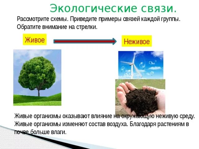 Природная группа. Экологические связи 3 класс окружающий мир. Примеры экологических связей. Взаимосвязь природы и экологии.