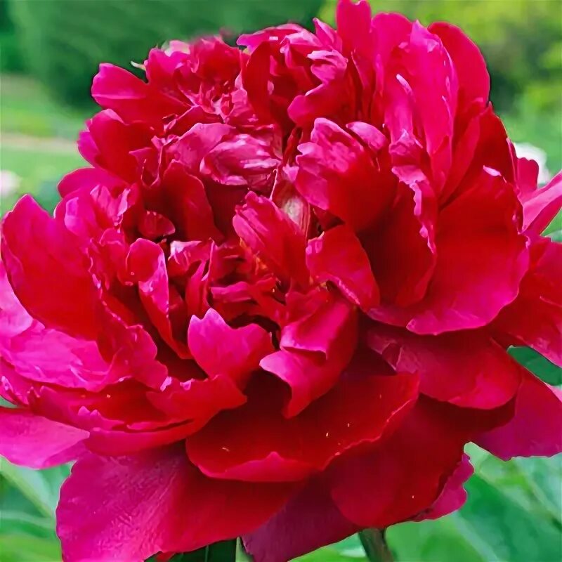 Paeonia lactiflora 'Adolphe Rousseau', Lágyszárú bazsarózsa,telt virágú vörös sz