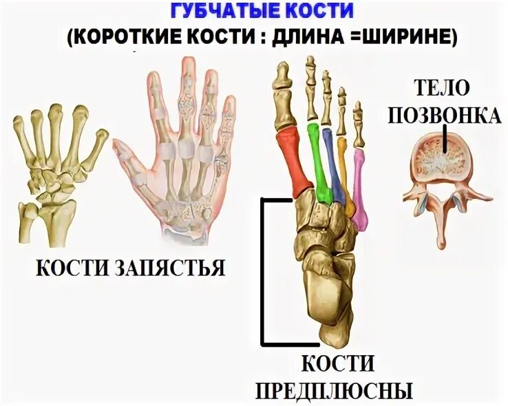 Губчатые кости заполнены. Кости запястья губчатые. Запястье губчатая кость. Кости запястья и предплюсны. Кости запястья короткие губчатые.