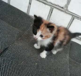Авито волгоград котята