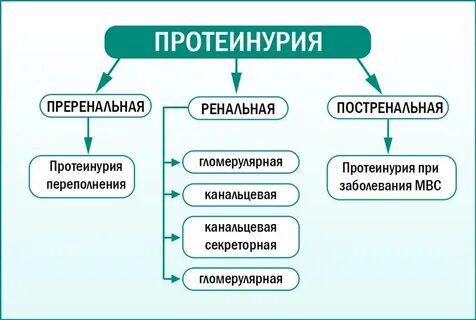 Что такое протеинурия