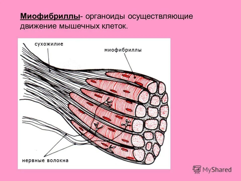 Мышечная ткань миофибриллы. Поперечнополосатая скелетная мышечная ткань. Клетки мышечное волокно рисунок. Мышечное движение клетки. Мышечное движение клетки.