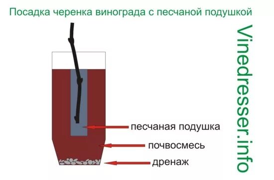 Как сажать черенки винограда весной. Дренаж для черенков винограда. Посадить виноград черенками. Посадка Чубуков винограда. Посадка винограда черенками.