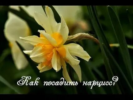 Когда открывать нарциссы весной