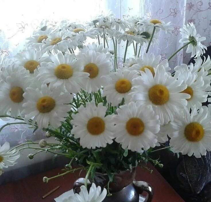 Дарю тебе ромашки. Стихи про ромашки короткие и красивые. Ромашки. Фото из клипа ромашки 2. Подарю тебе ромашки на звонок.