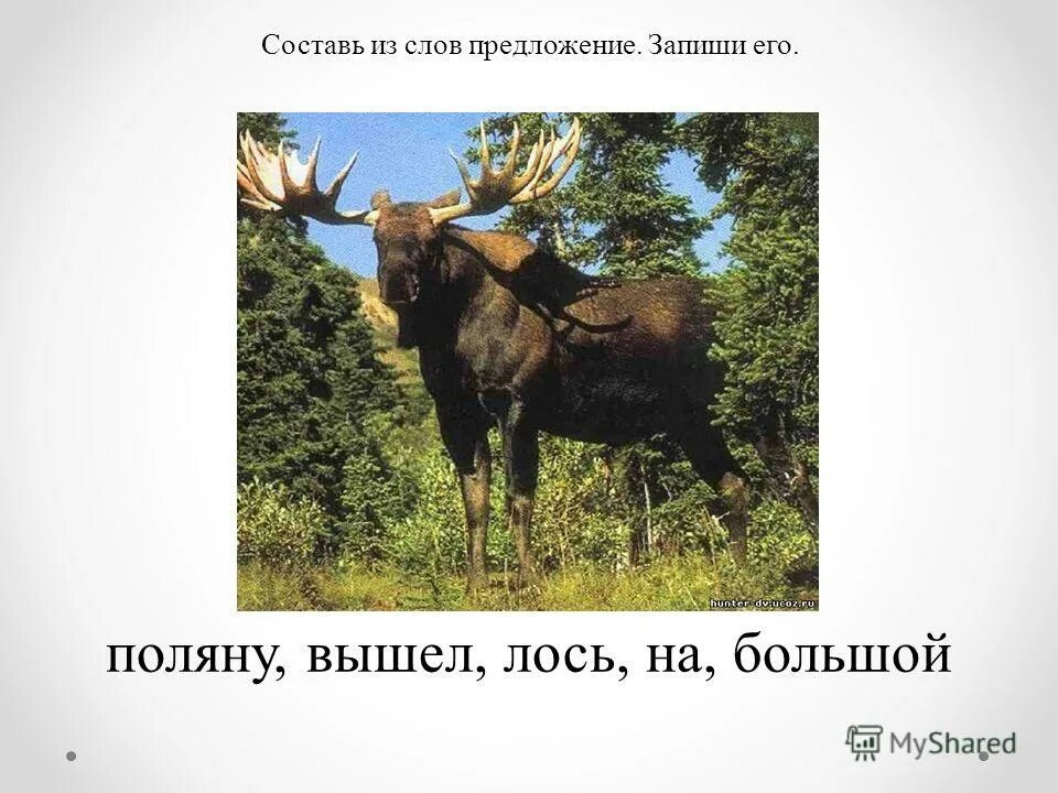 На поляну вышел лось. Предложение со словом Лось. Предложение про лося. Предложение со словом олень. Предложения про лосенка.