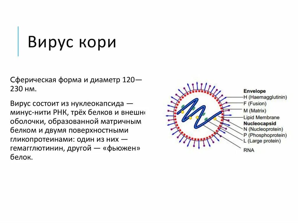 Вирус кори презентация. Механизм развития кори.