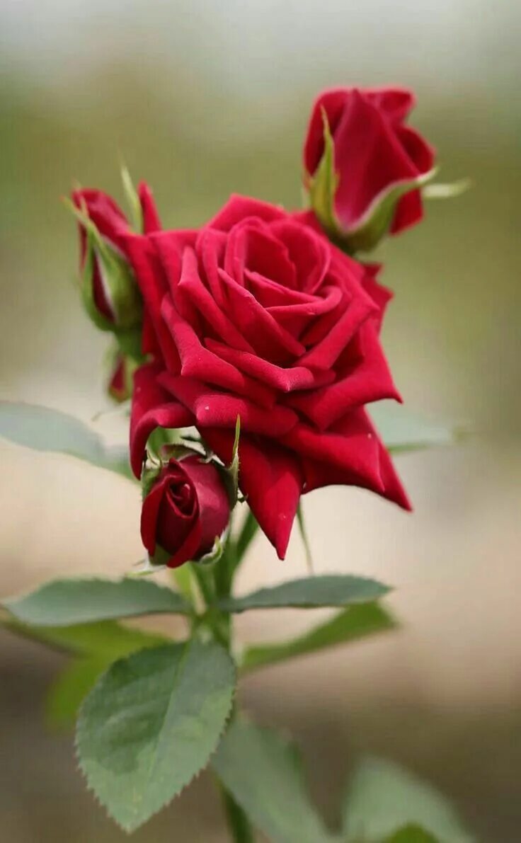 Красивые розы. Красивая Розочка. Самые красивые розы. Один красивый цветок.