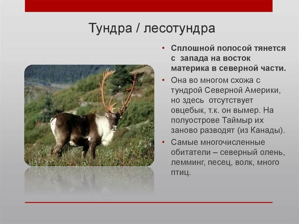 Сообщение о лесотундре