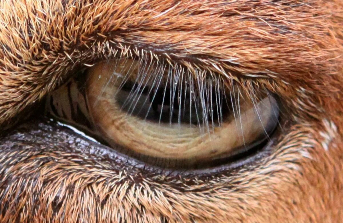 Сурен манвелян глаза животных. Глаз лошади. Глаза кошки. Глаза млекопитающих. Глаза млекопитающих.