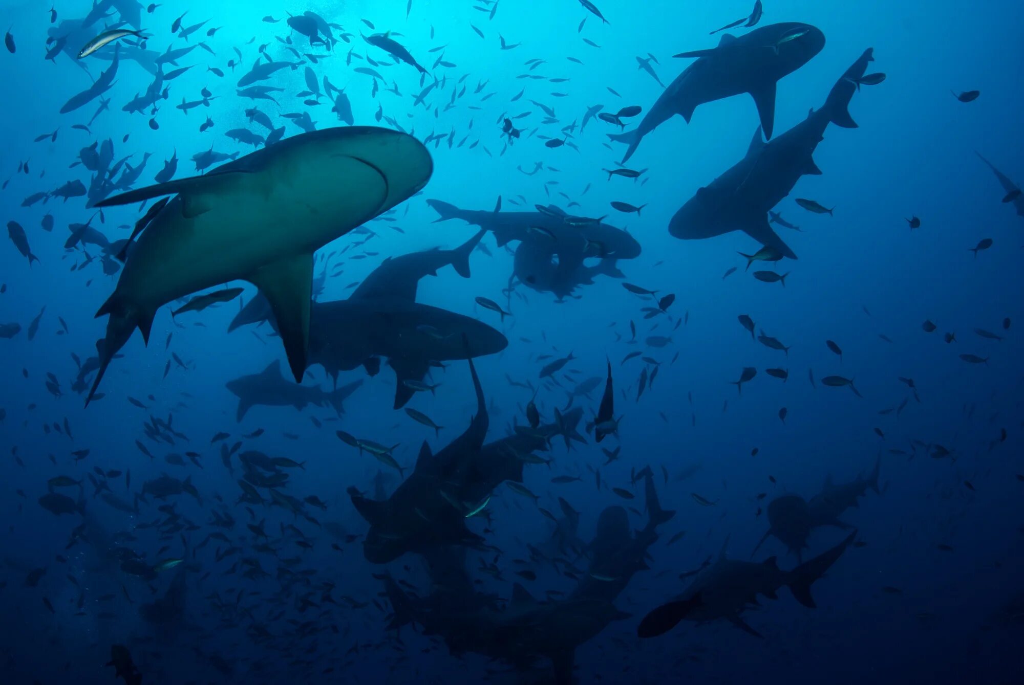 Shark return. Стая акул. Акула вид сверху. Акулы в океане вид сверху.