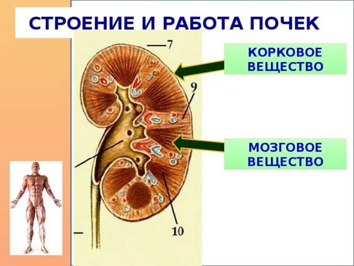 Строение почки. Работа и строение почек. Почки анатомия человека. Строение организма человека почки. Парные органы в организме