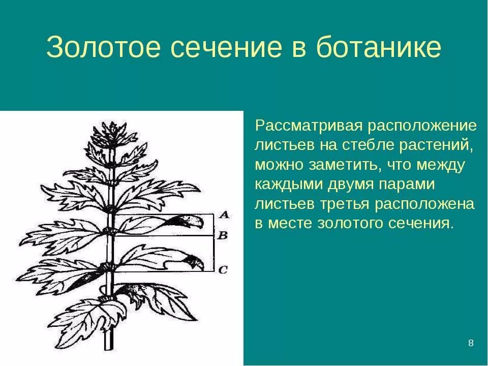 Золотое сечение лист. Золотое сечение в ботанике. золотое сечение в природе примеры. лист золотое сечение. золотое сечение в расположении листьев растений.
